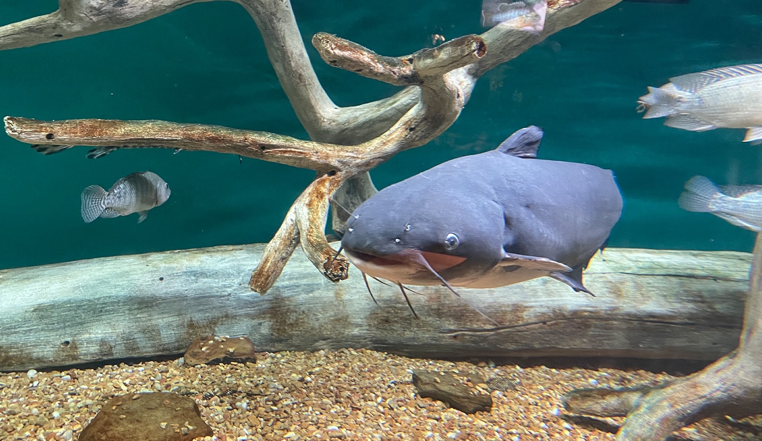 Blue catfish explores a freshwater aquarium habitat with driftwood and gravel at the children's science center.