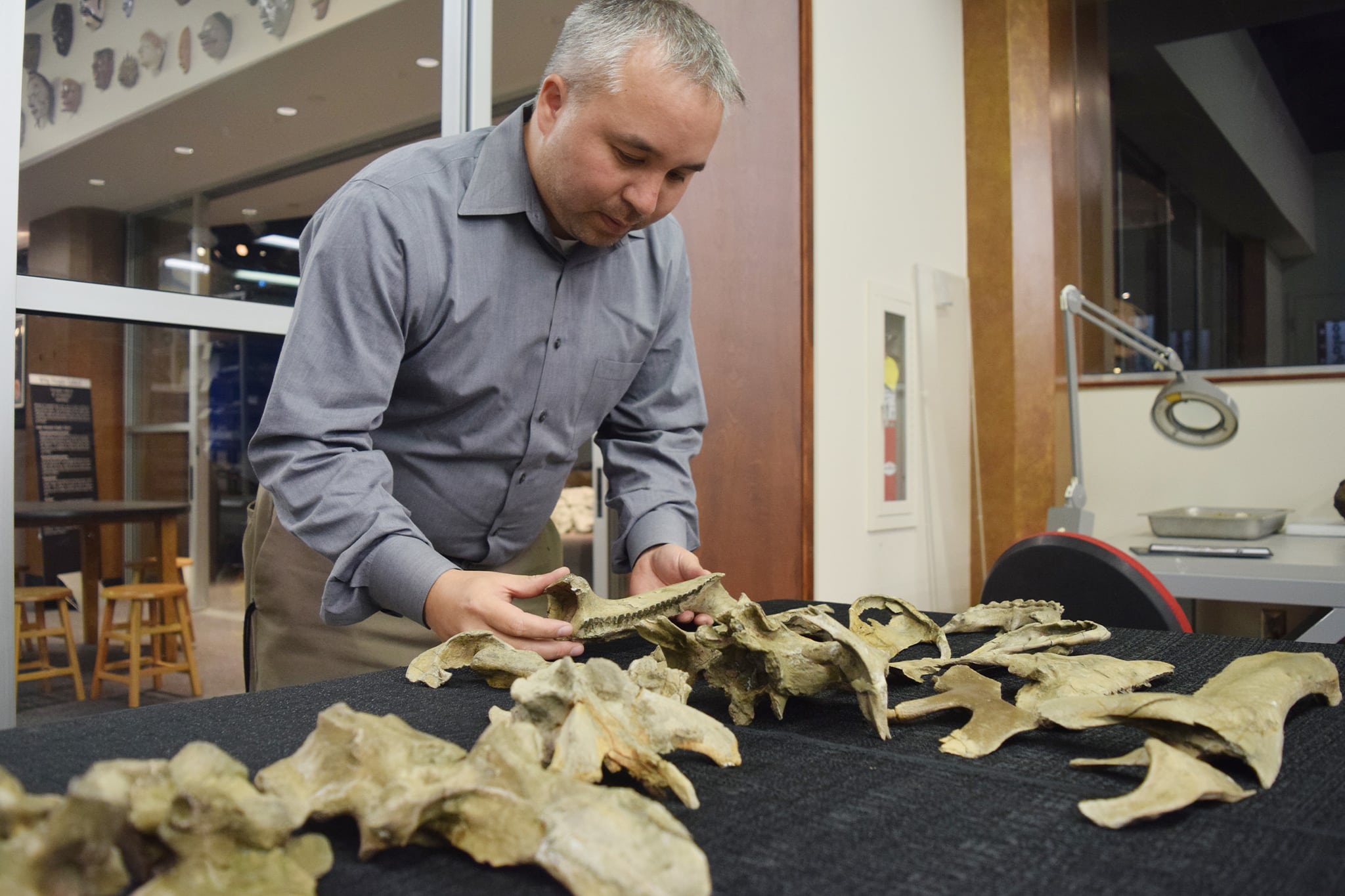 A man examines dinosaur fossils on a table in a children's science center lab, showcasing paleontology and discovery.