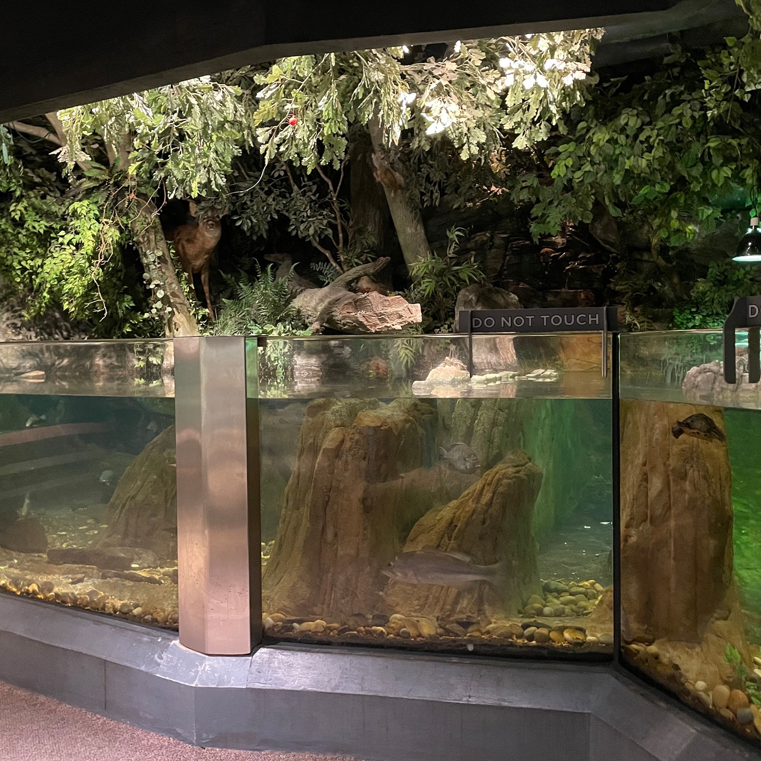 Children's science center freshwater habitat: large aquarium with fish, rock formations, and forest diorama with deer