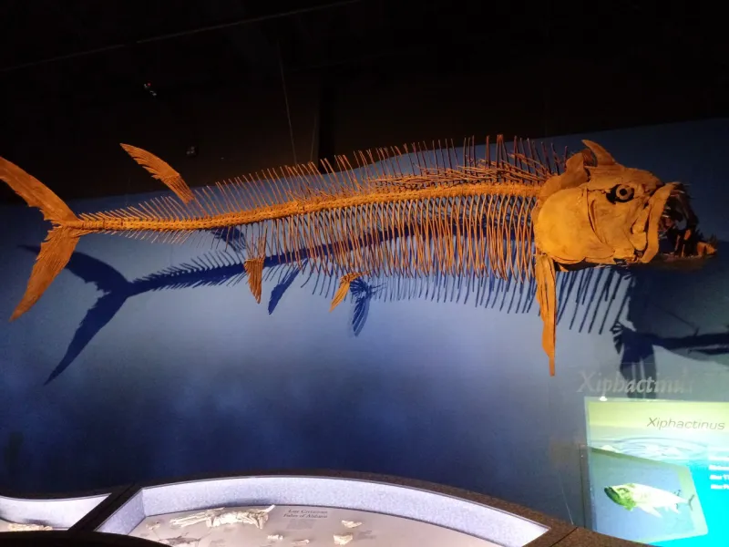 Giant Xiphactinus fossil fish skeleton hanging in children's science center exhibit