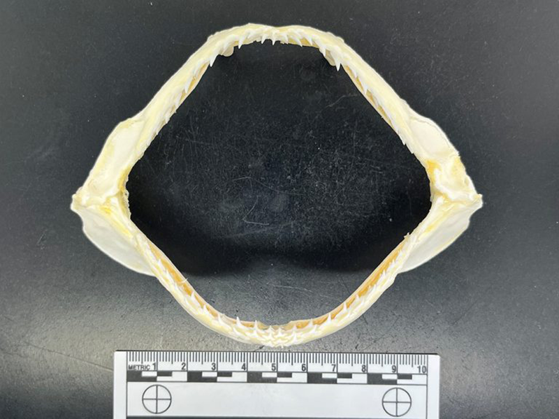 Shark jaw specimen with sharp teeth on black background, measurement ruler for scale at children's science center