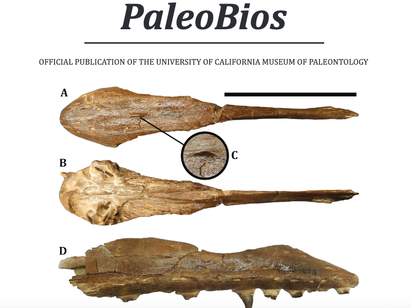 UC Museum of Paleontology PaleoBios cover with fossil bones labeled A–D, perfect for kids' dinosaur science exhibit.