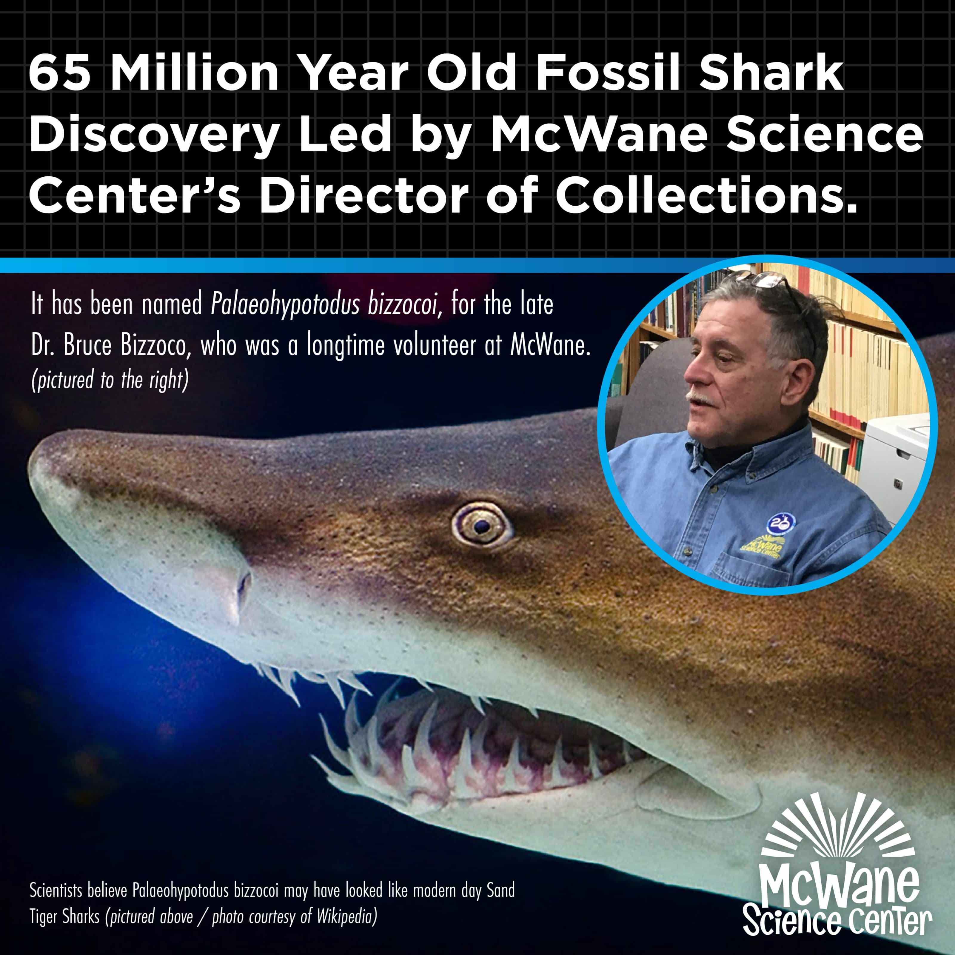 Sand tiger shark close-up with inset of a scientist; McWane Science Center announces 65-million-year fossil shark discovery.