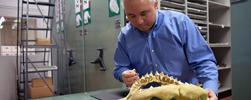 A lab technician inspects a shark jaw fossil at a children's science center collections lab