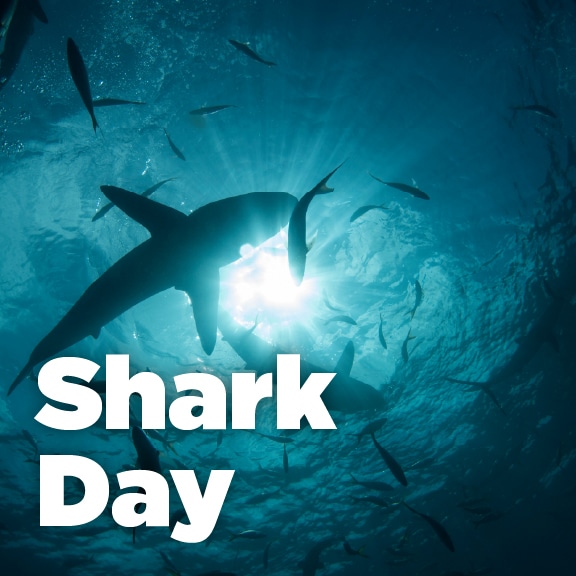 Shark Day at the children's science center—underwater shark silhouette with fish and sun rays, family marine science event