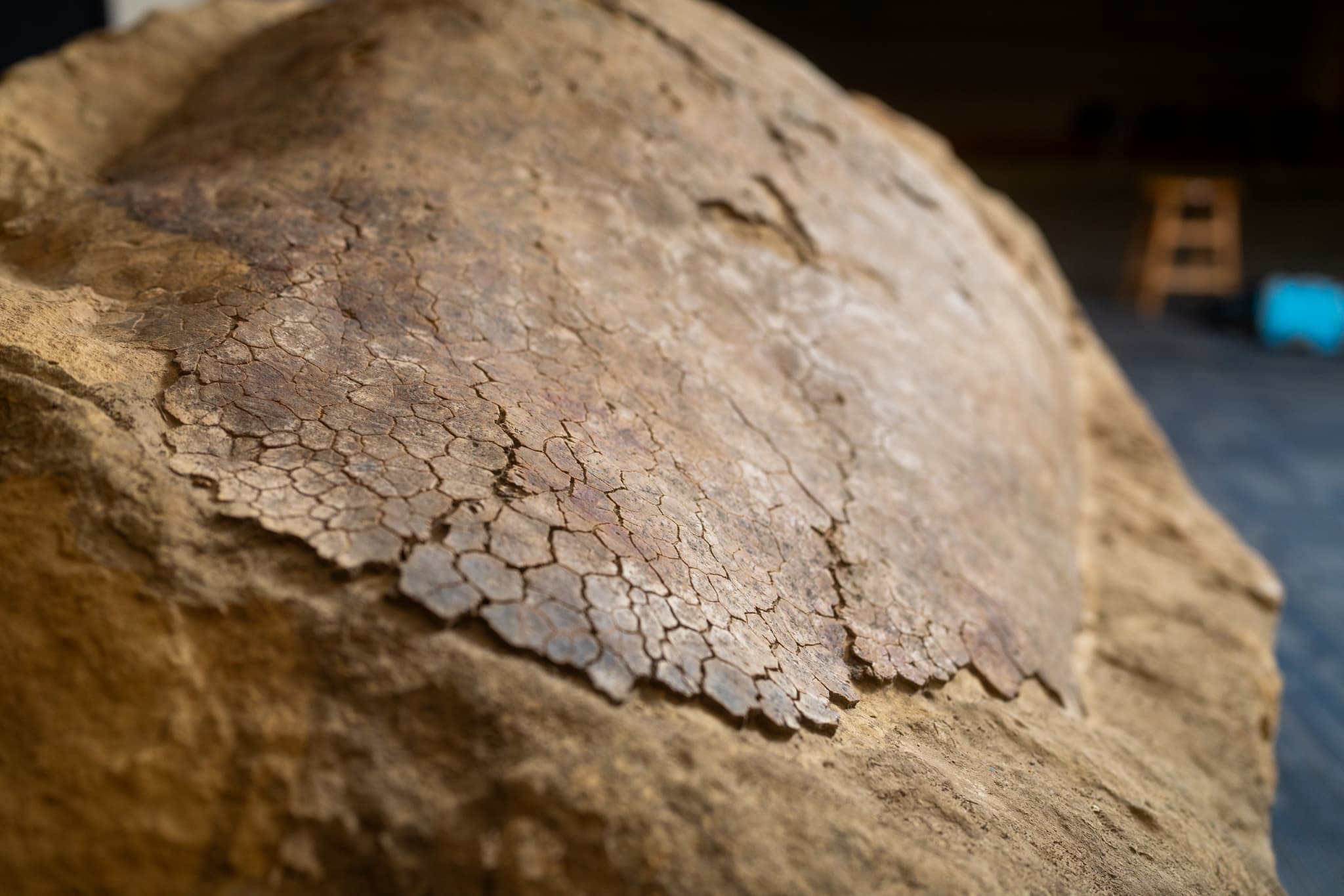 Fossilized dinosaur skin with hexagonal scales embedded in rock at a children's science center exhibit.