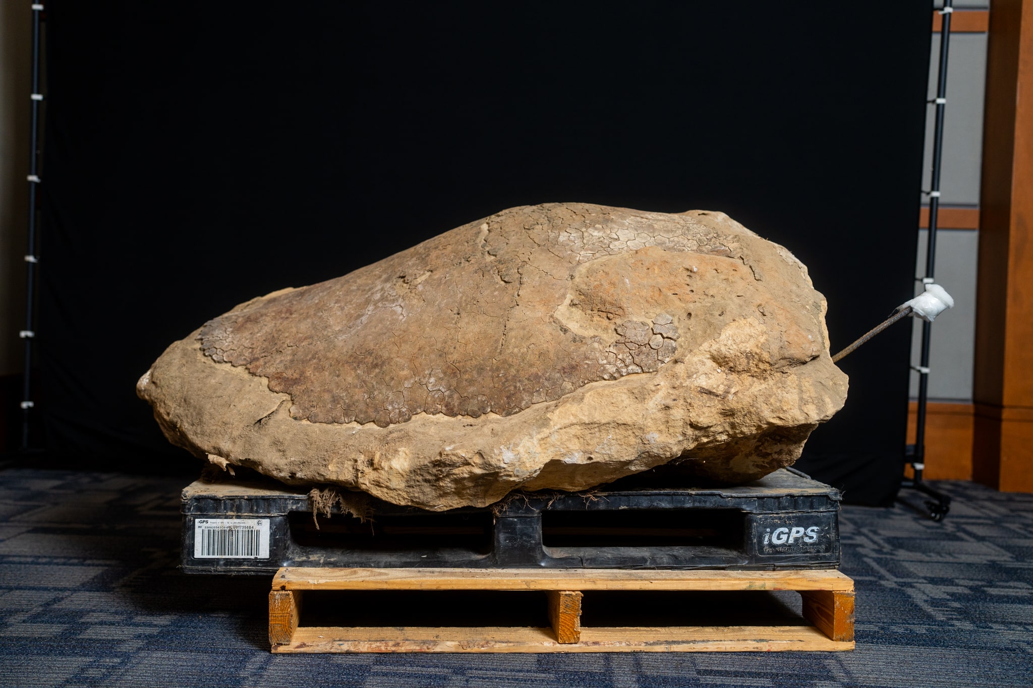 Giant dinosaur fossil on pallet at children’s science center, ready for exhibit; prehistoric bone with cracked texture.
