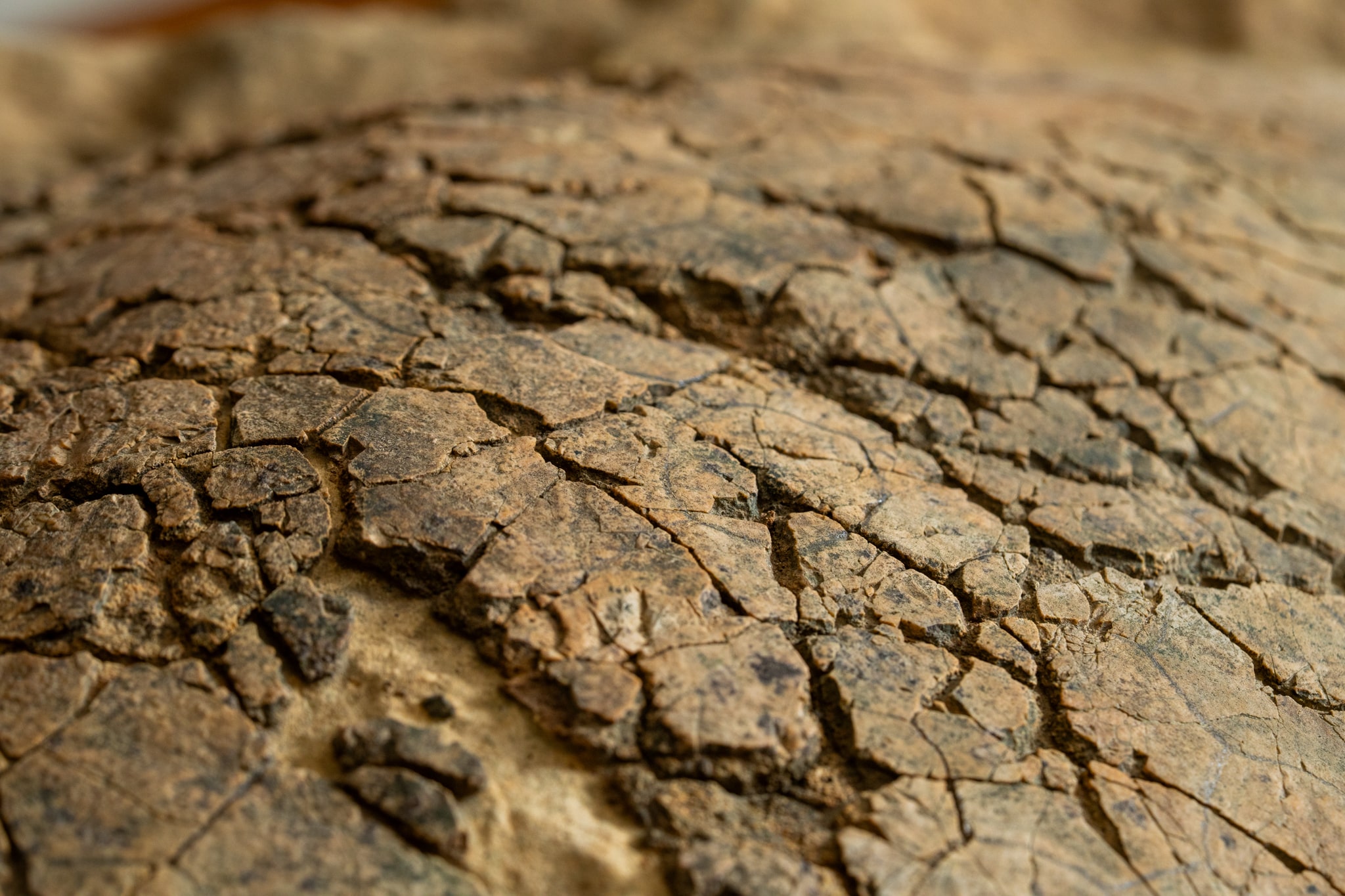 Cracked sedimentary rock close-up at children's science center geology exhibit, exploring erosion and fossil formation