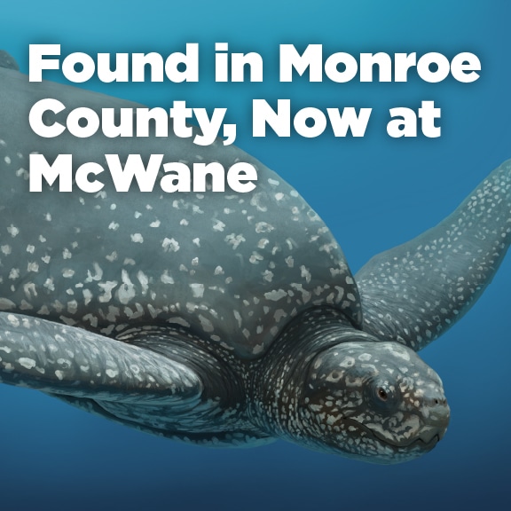 Leatherback sea turtle fossil found in Monroe County, now on display at McWane Science Center marine life exhibit.